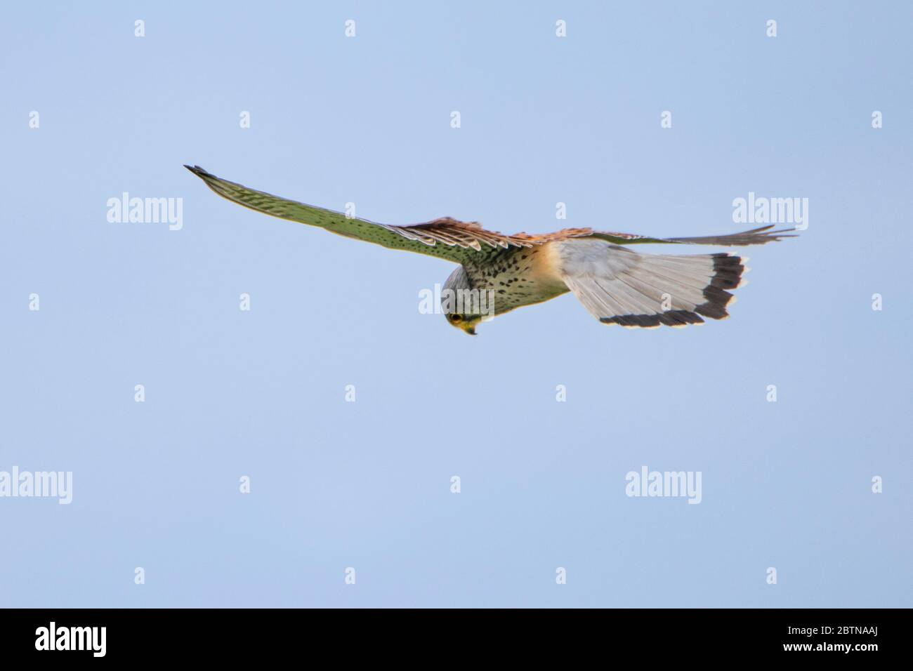 Kestrel, kestrel commun, planant et chassant au-dessus de la campagne du Bedfordshire, Royaume-Uni Banque D'Images