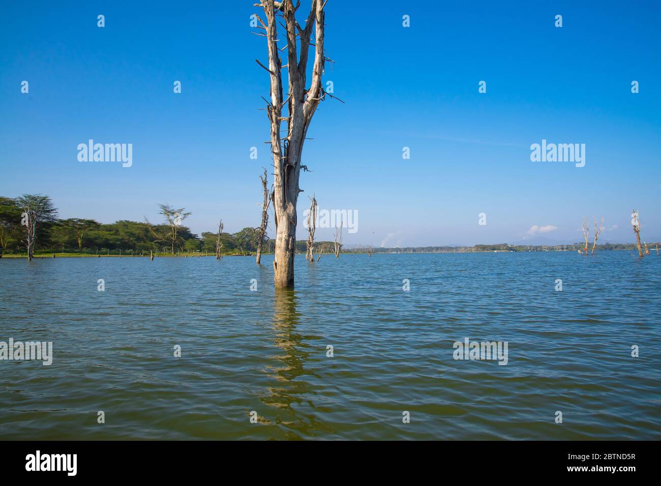 Lac Naivasha Paysage avec branches d'arbre séchées Banque D'Images