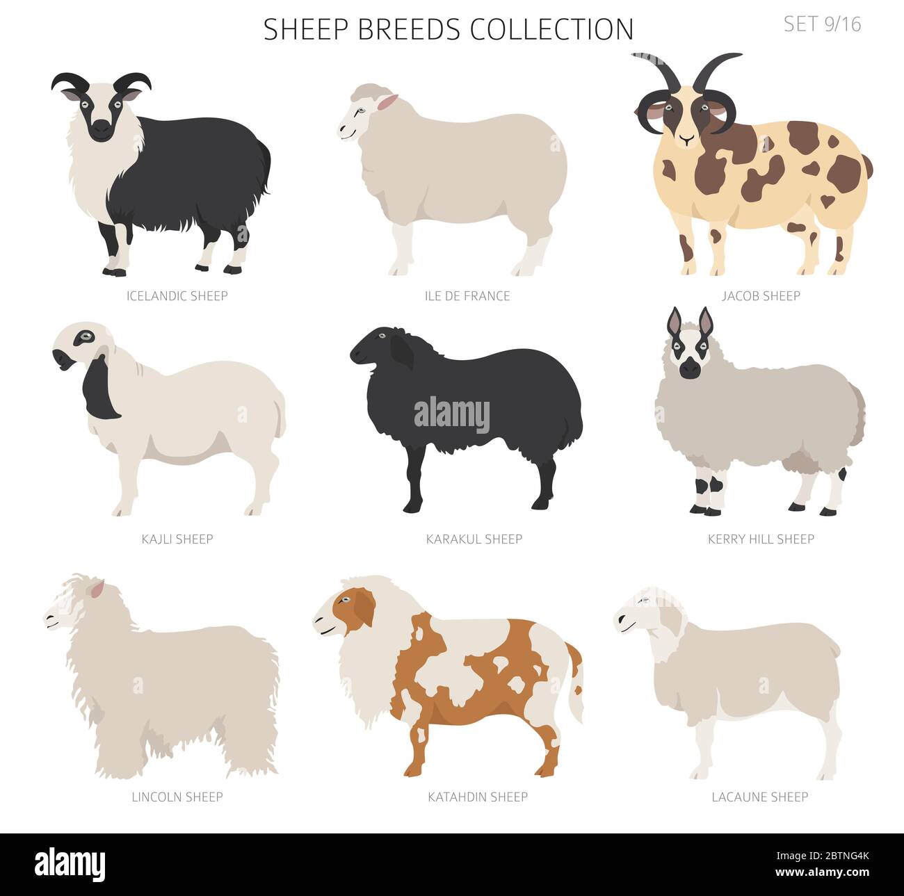 Collection de races de moutons 9. Ensemble animaux de ferme. Conception plate. Illustration vectorielle Illustration de Vecteur