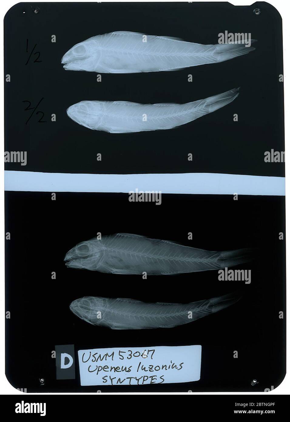 Upeneus luzonius Jordan Seale. La radiographie est d'un spécimen paratype.26 oct. 20182 Banque D'Images