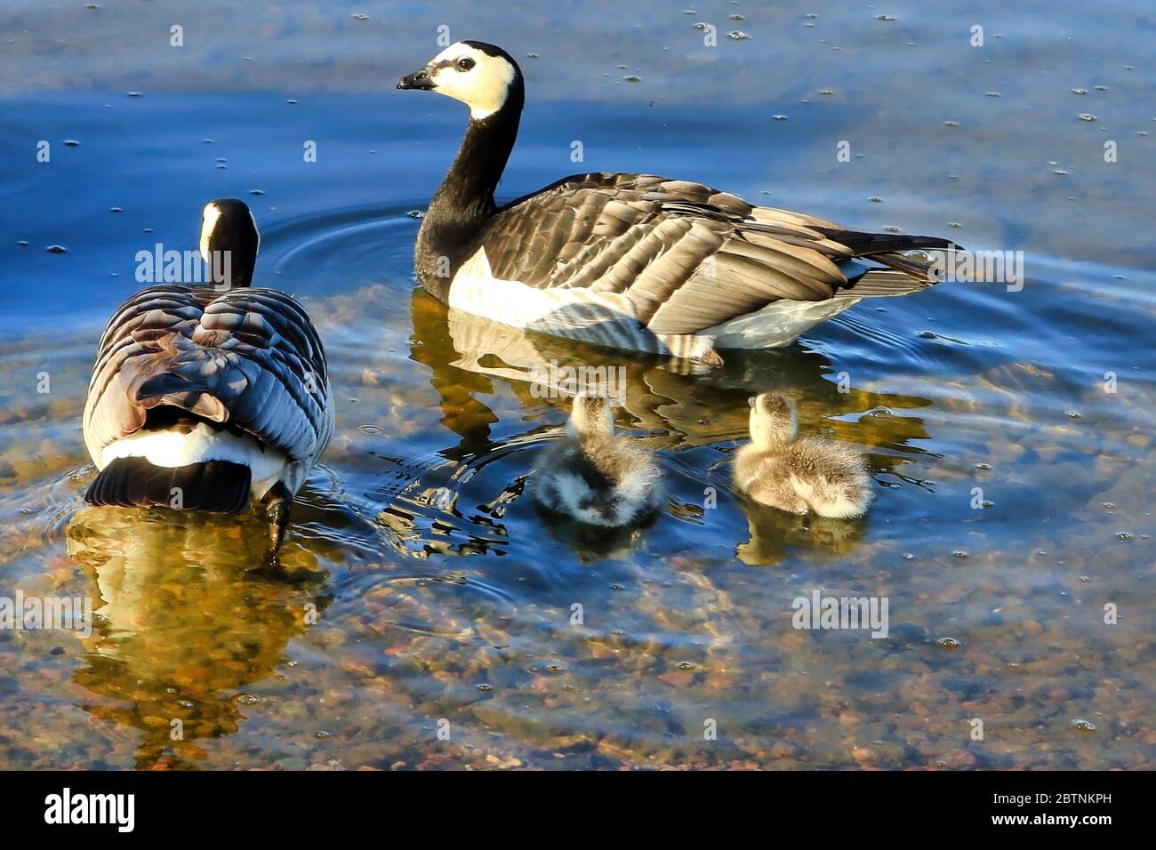 Deux bernaches adultes, Branta leucopsis, et deux petits gossins flous nageant dans la mer. Helsinki, Finlande. Banque D'Images