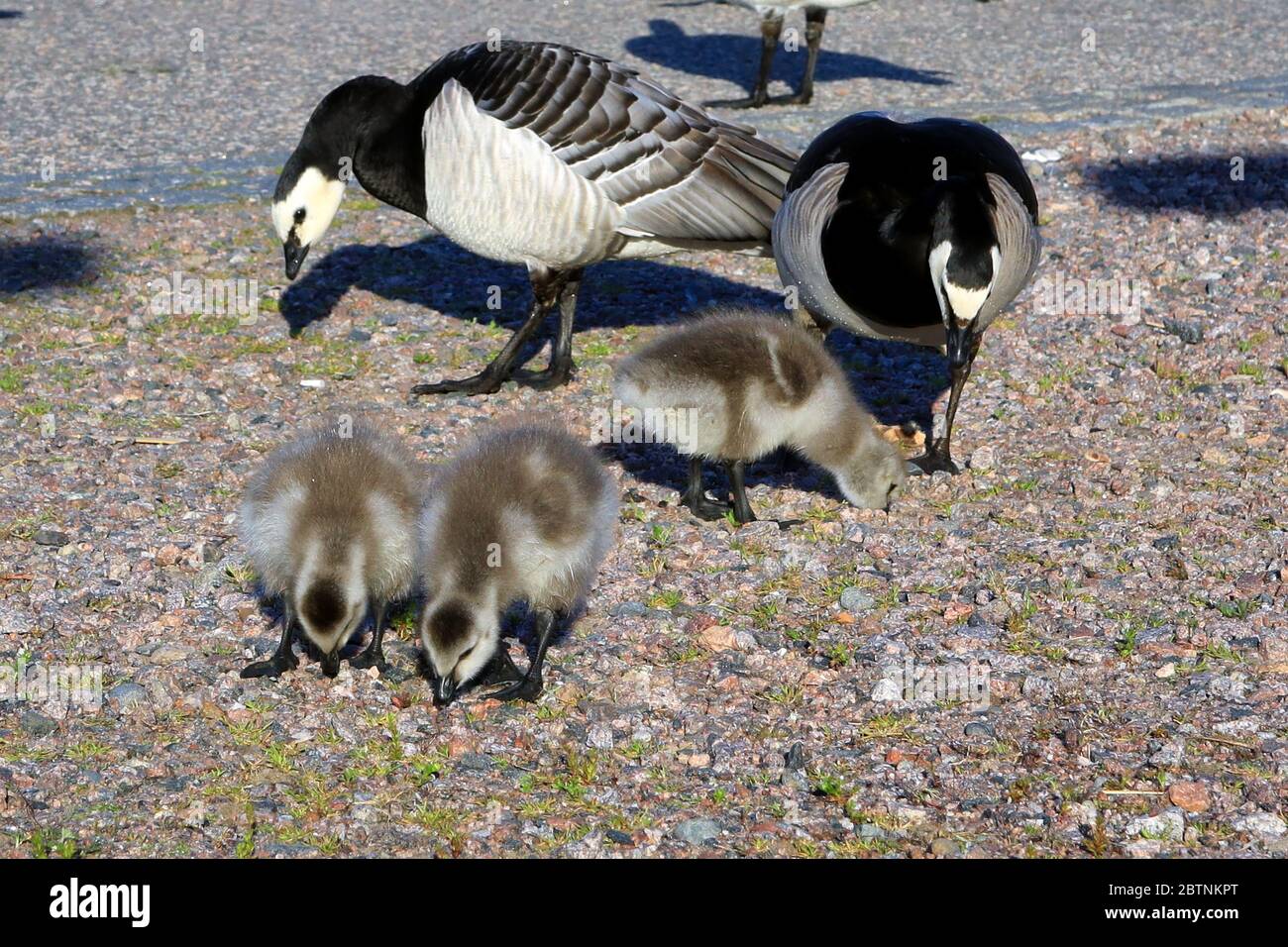 Trois jeunes bernaches de Barnacle, Branta leucopsis, trouvent de la nourriture pendant que deux oiseaux adultes regardent. Helsinki, Finlande. Banque D'Images