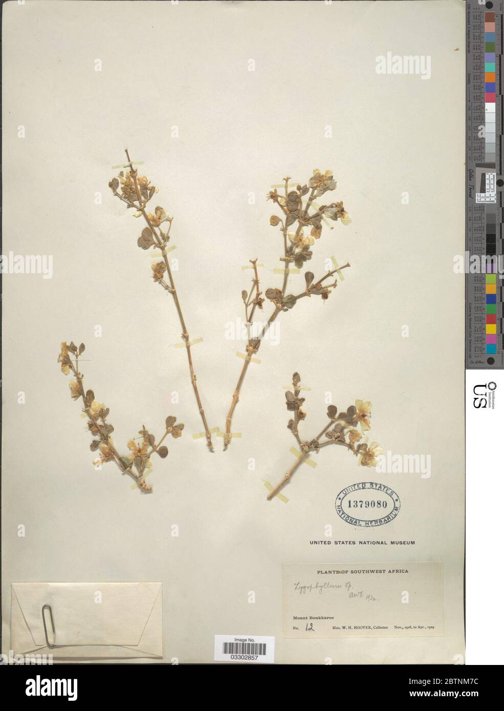 Zygophyllum sp L. 12 juillet 20191 Banque D'Images