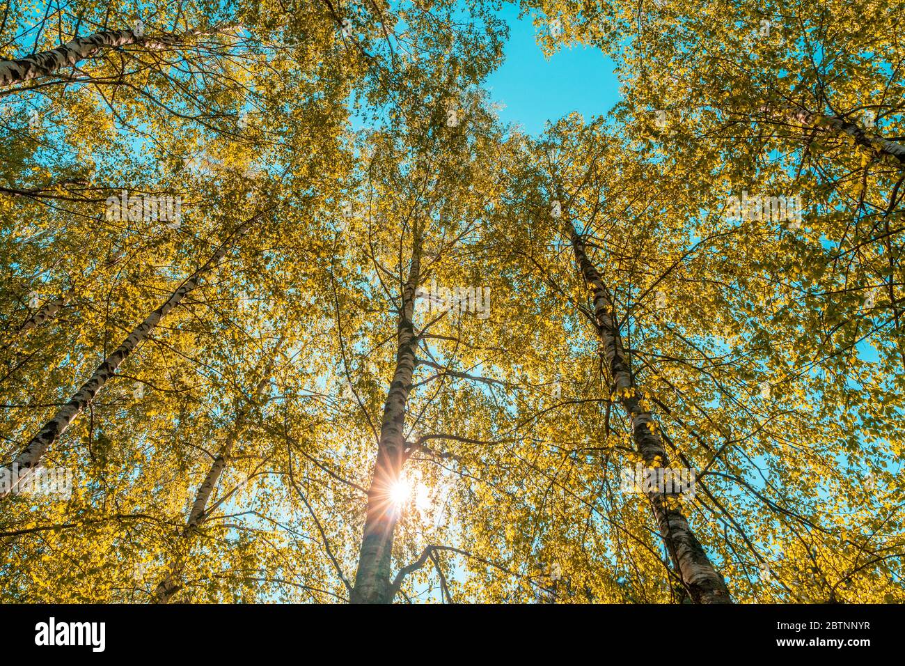 Vue sur le soleil à travers une forêt de bouleau.feuillage de l'arbre de bouleau dans la lumière du matin avec la lumière du soleil Banque D'Images