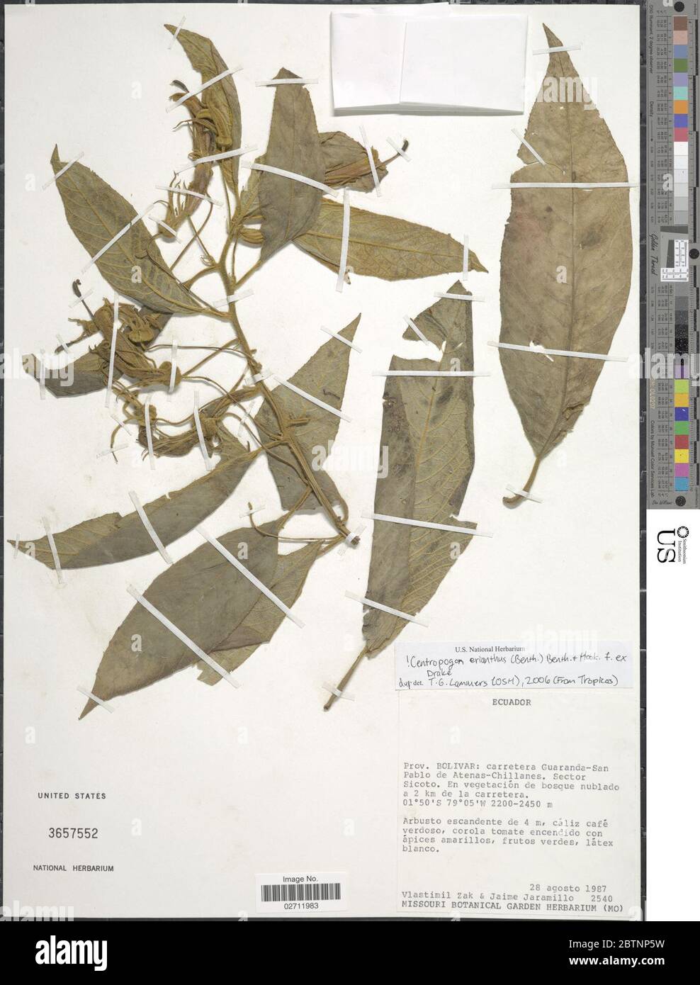 Centropogon erianthus. Banque D'Images