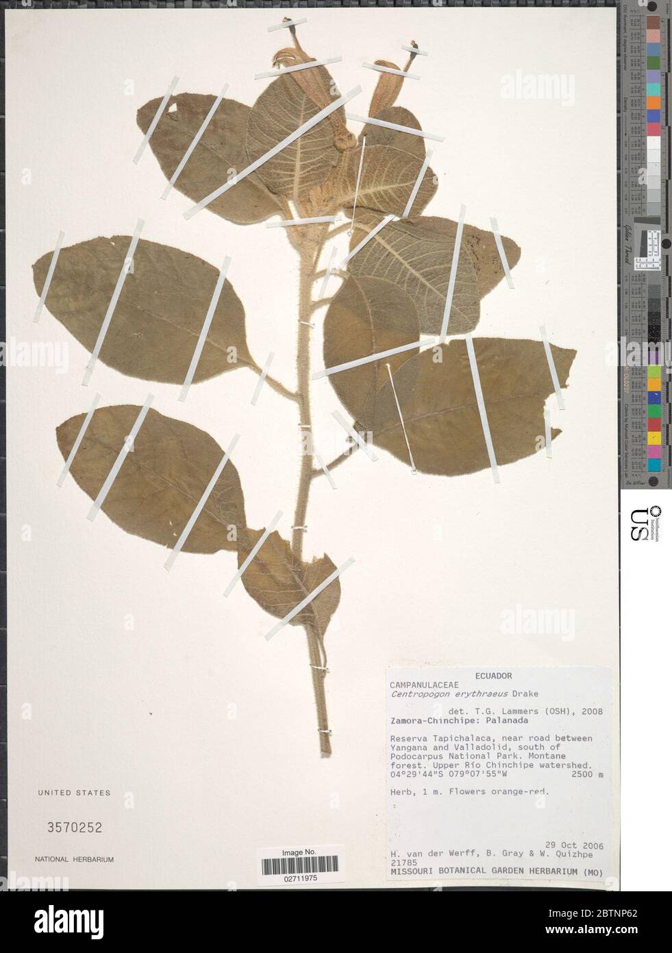 Centropogon erythraeus Drake. Banque D'Images