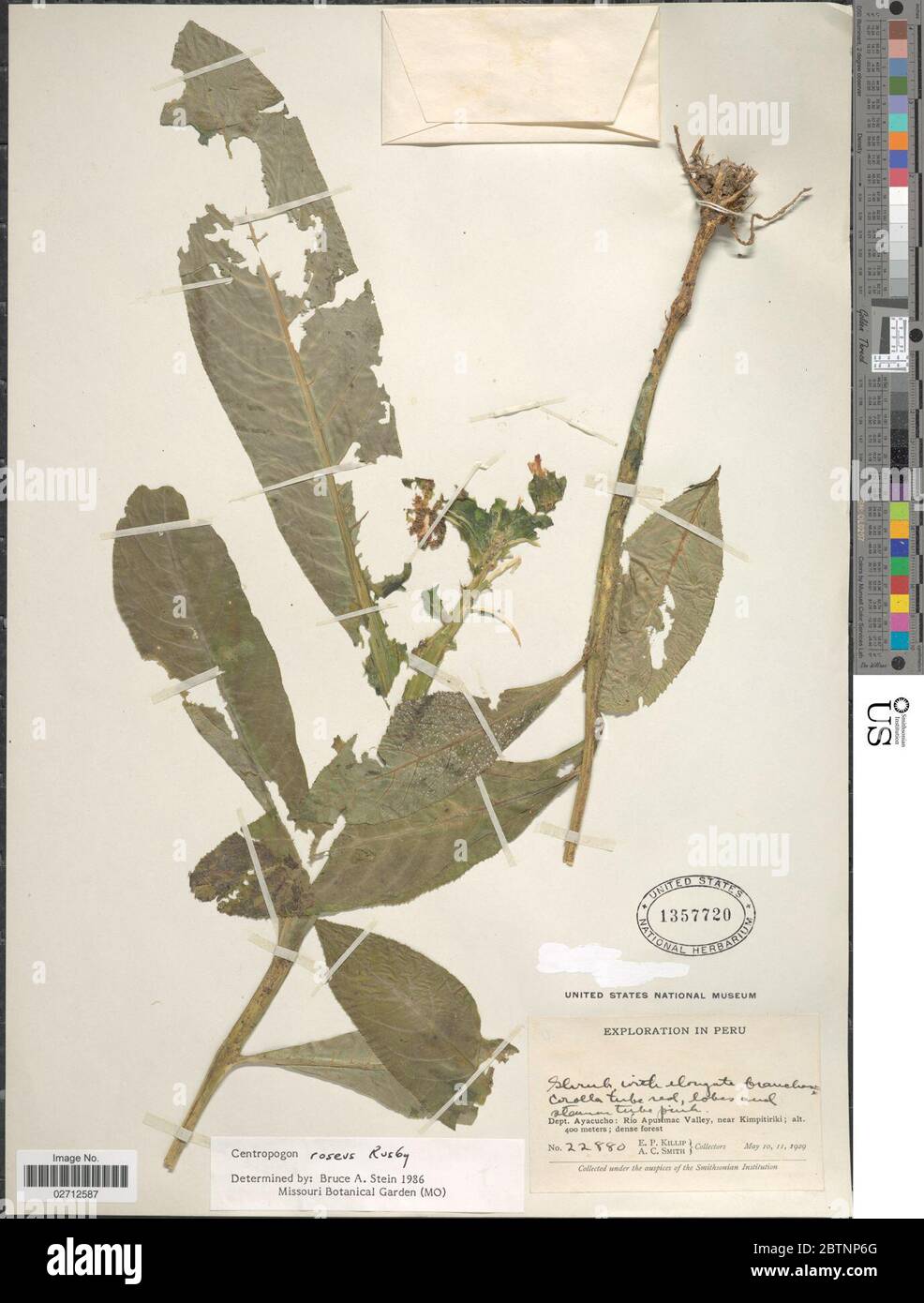 Centropogon roseus Rusby. Banque D'Images