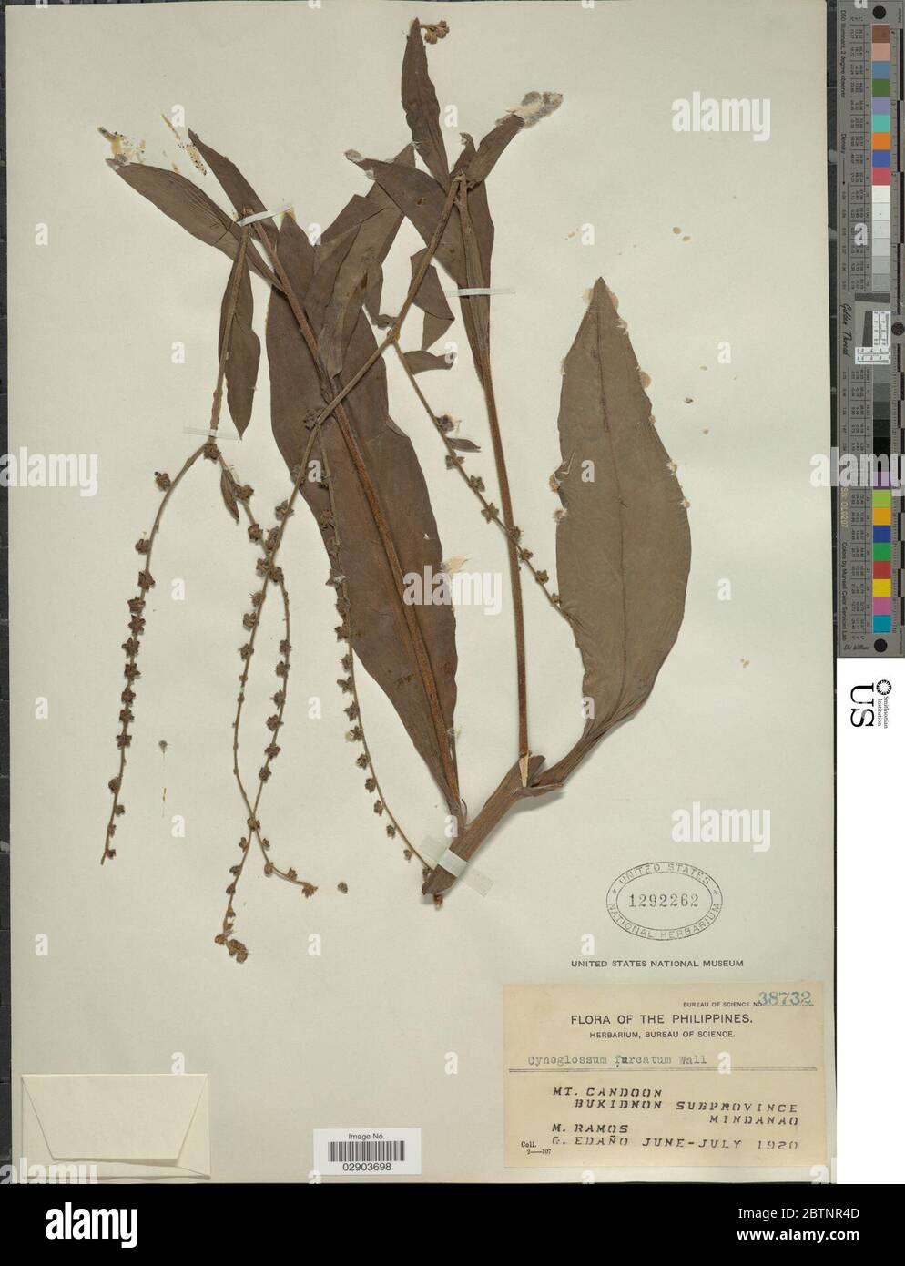 Paroi de Cynoglossum furcatum. Banque D'Images
