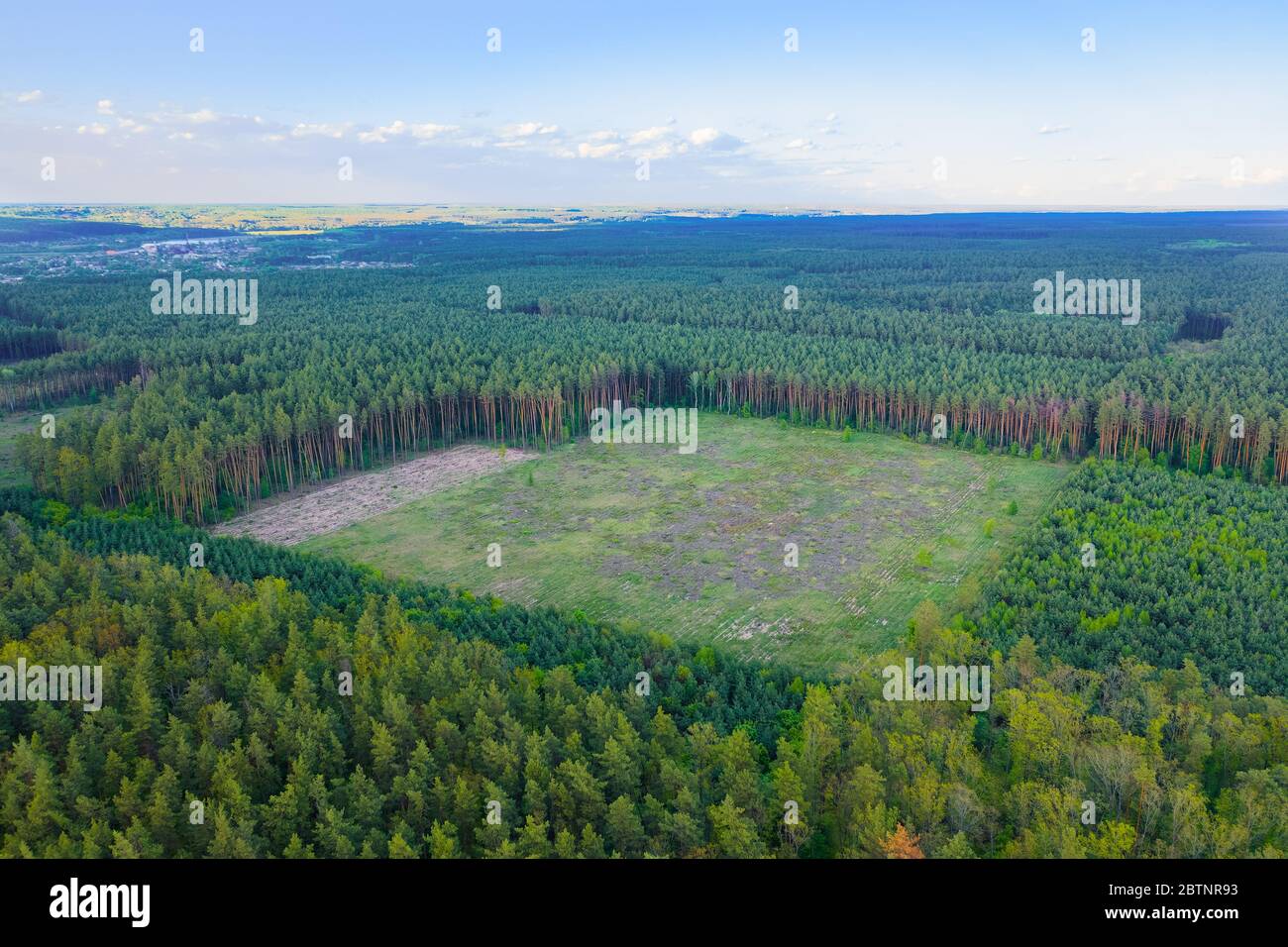 Une vaste zone de déforestation continue des forêts de conifères verts. Impact humain sur l'environnement. Prise de vue aérienne. Banque D'Images