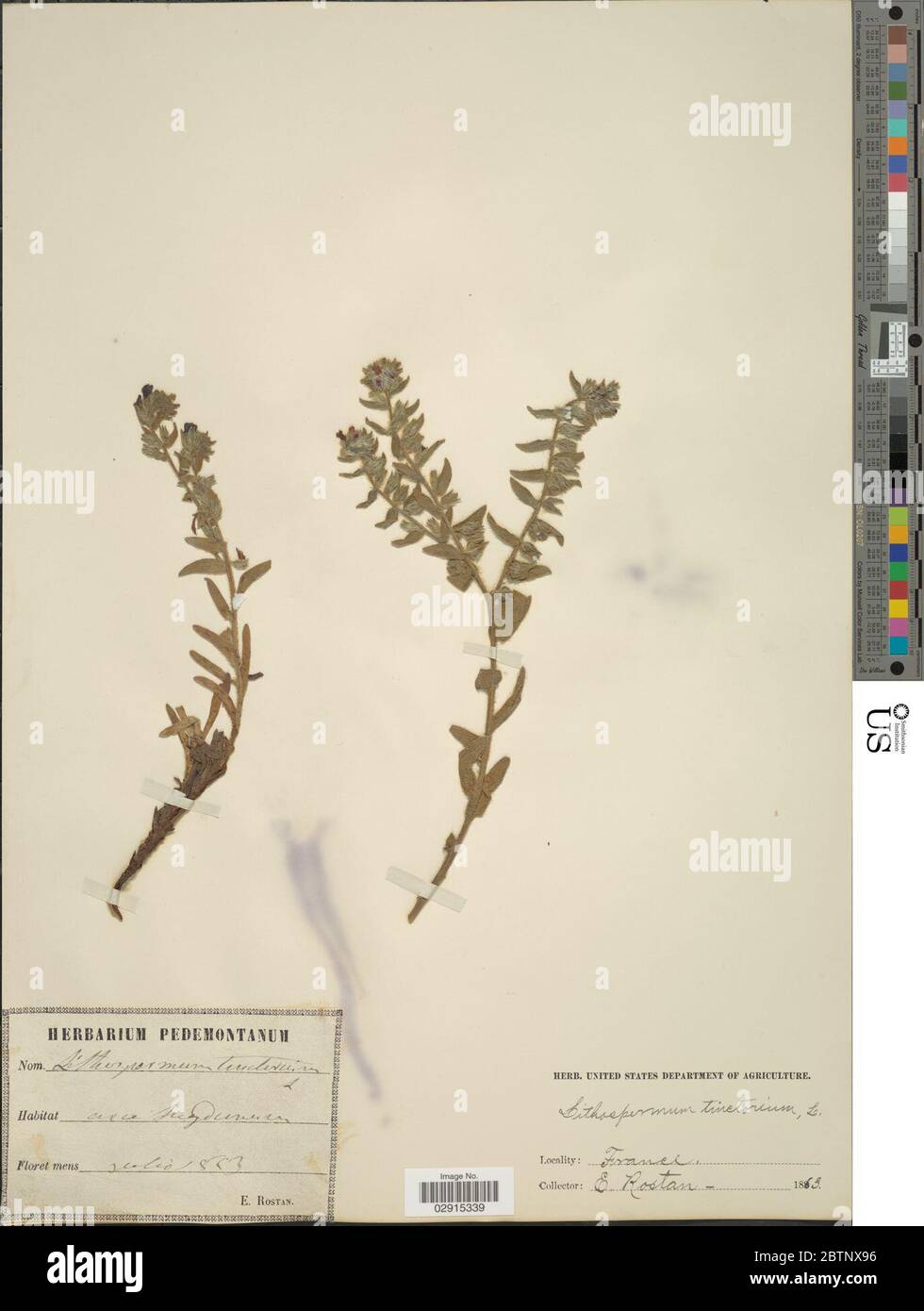 Lithospermum tinctorium L. Banque D'Images