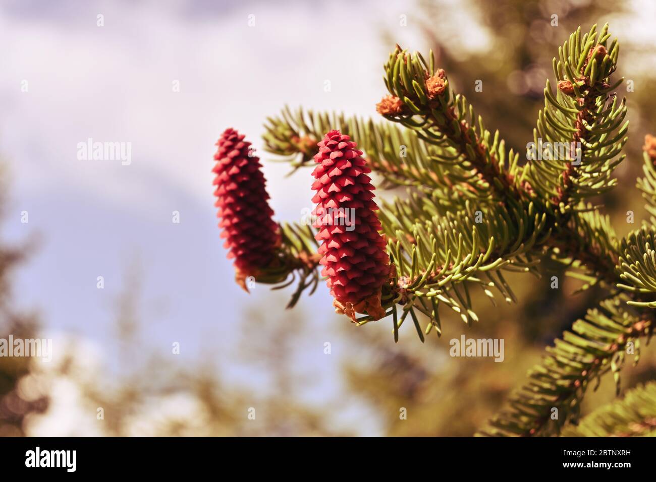 Cônes d'épinette rouge frais sur une branche. Petits cônes de sapin, la nature se réveille après l'hiver. Printemps dans la forêt. Banque D'Images