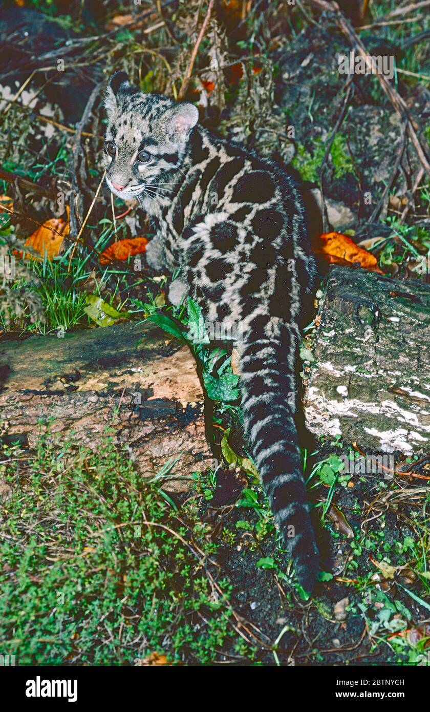 Jeune femelle léopard trouble (Neofelis nebulosa), originaire d'Asie du Sud et du Sud-est. Vulnérable. Banque D'Images