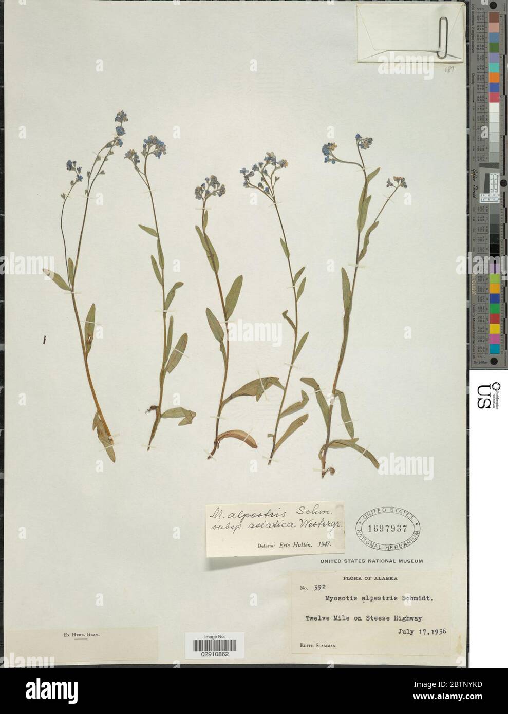 Myosotis alpestris subsp asiatica Vesterrrr. Banque D'Images