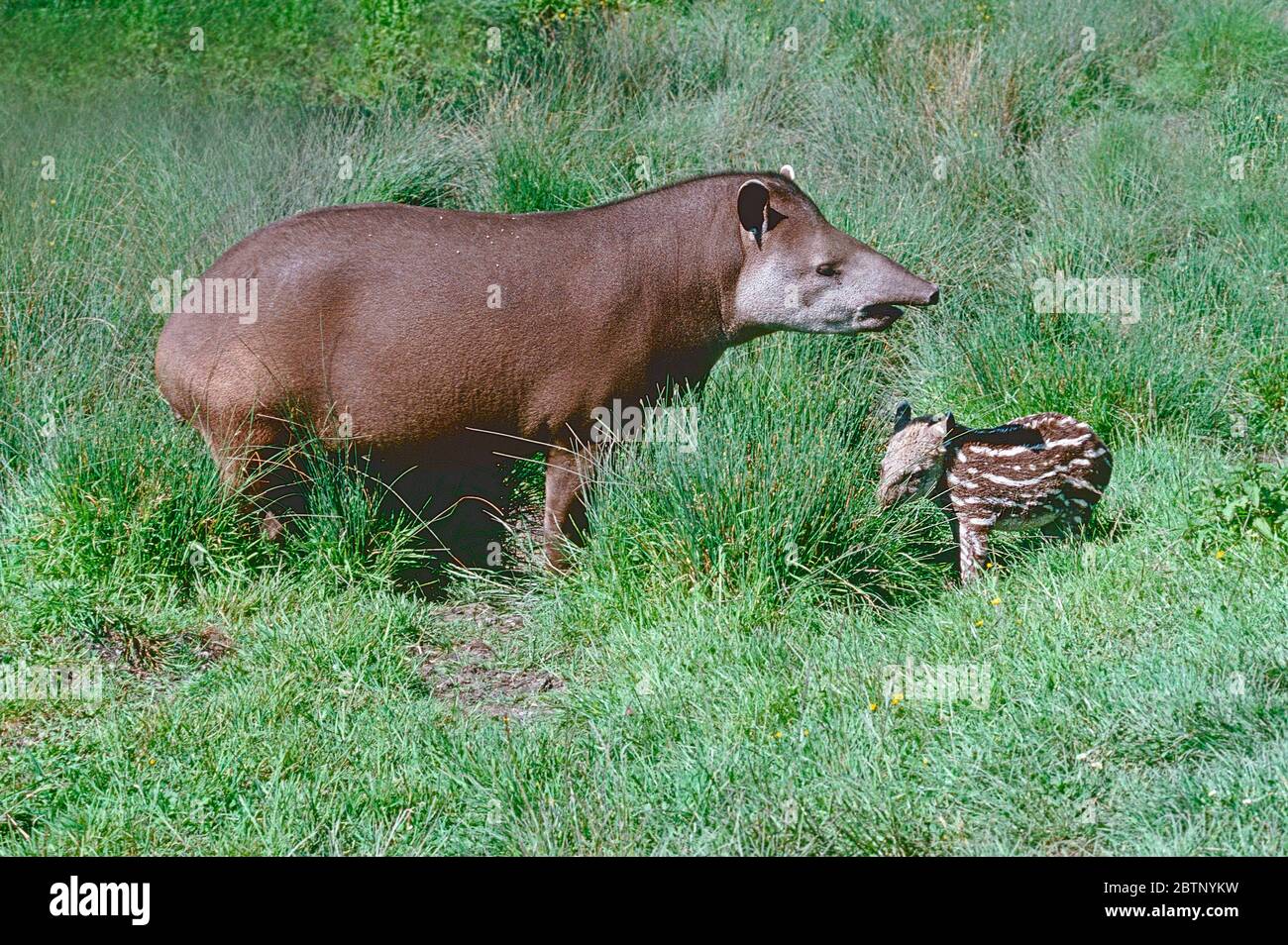 Femme brésilienne Tapir, (Tapirus terrestris,) avec jeune. Banque D'Images