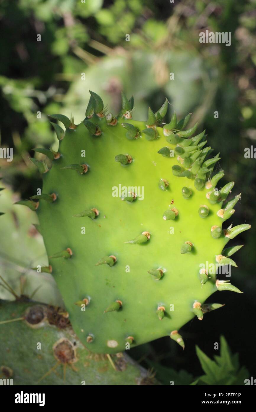 Cactus de poire de Prickley Banque D'Images