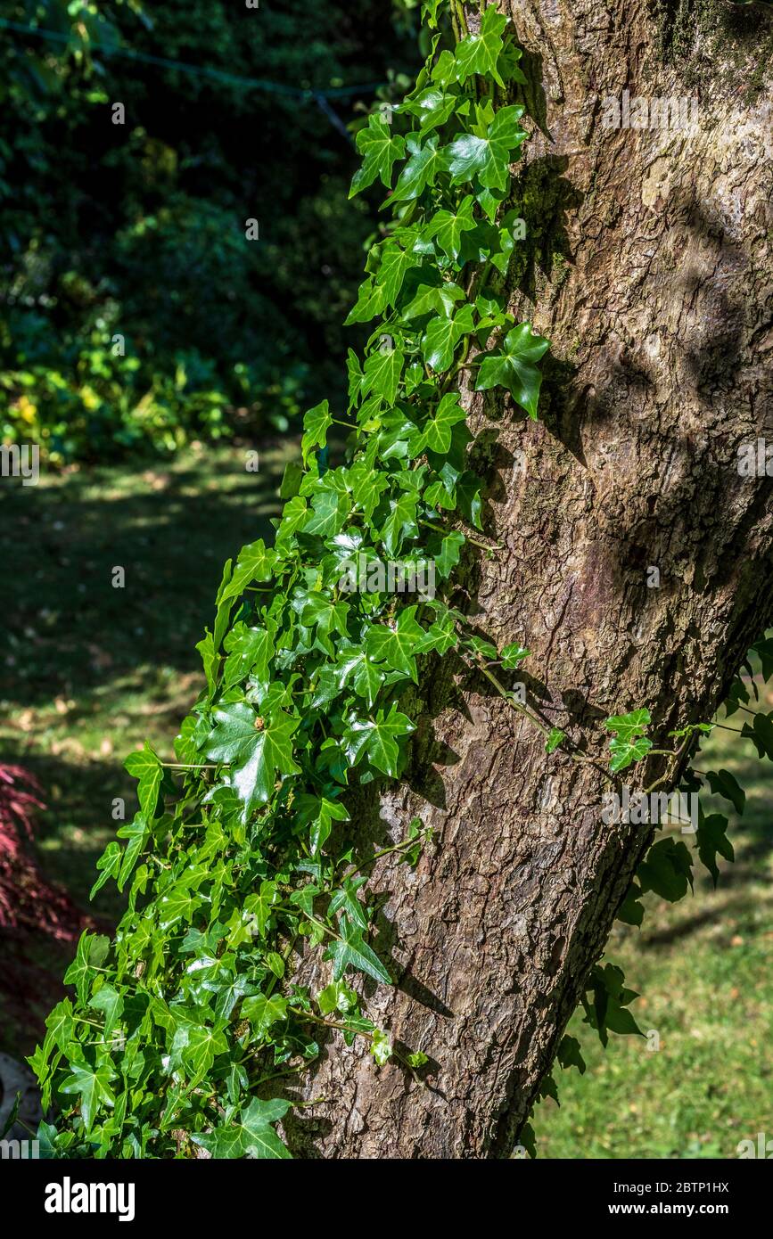 Plante Ivy qui pousse l'écorce sur le tronc d'un écrevisse. Banque D'Images