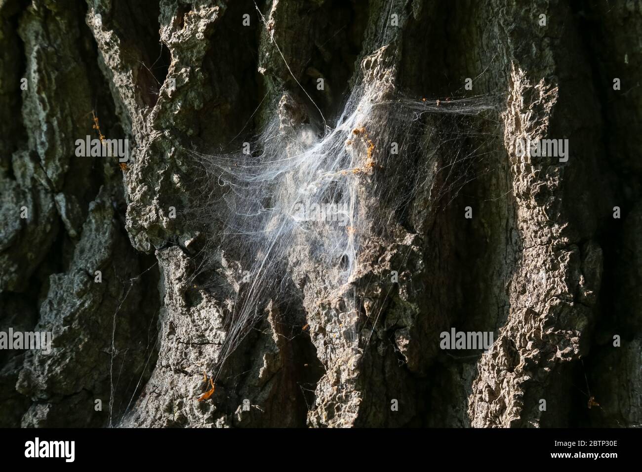 L'écorce d'un vieux arbre sur lequel se trouve la toile de araignée Banque D'Images