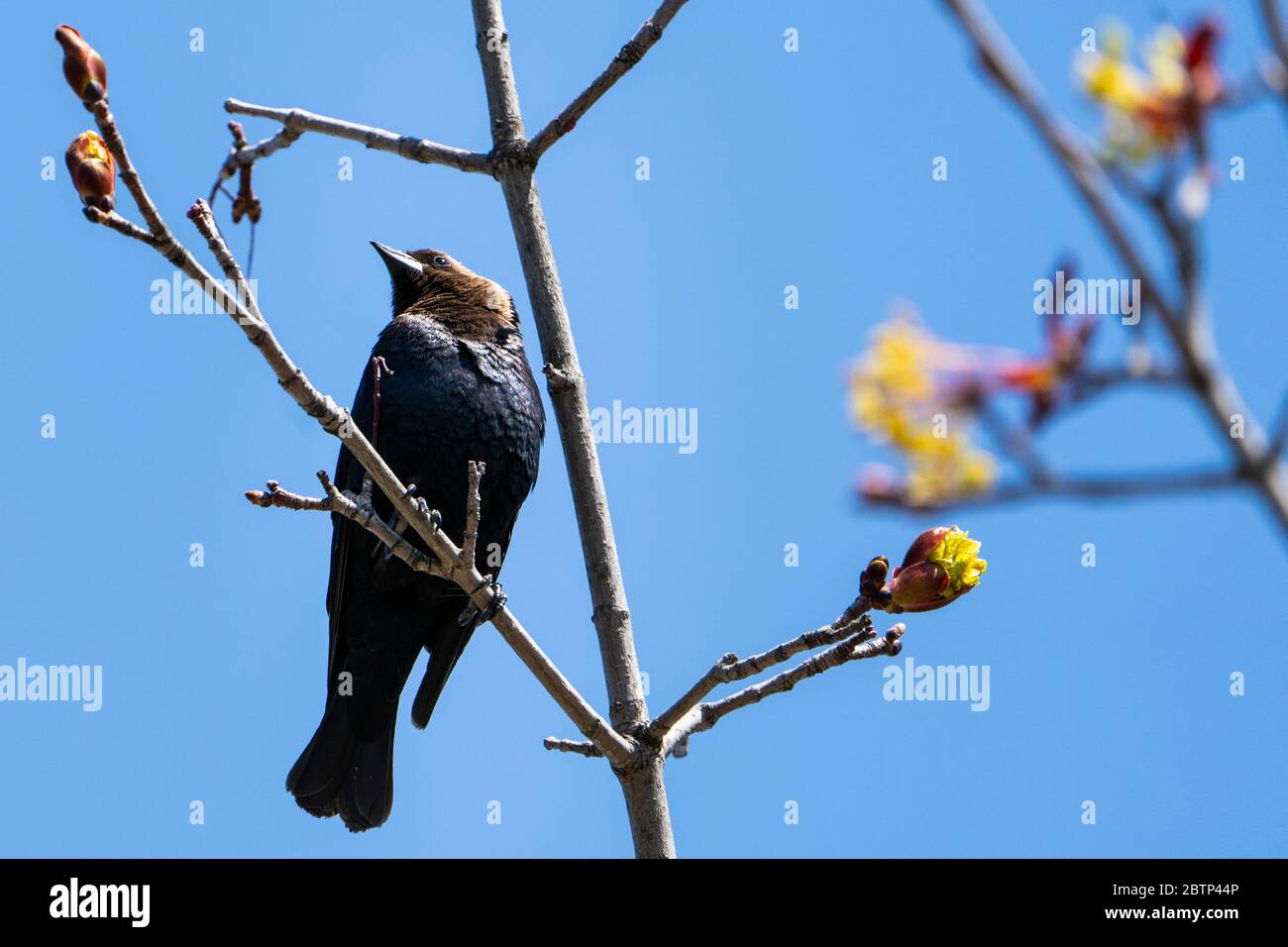 Cowbird perché à tête brune dans le parc de la ville Banque D'Images