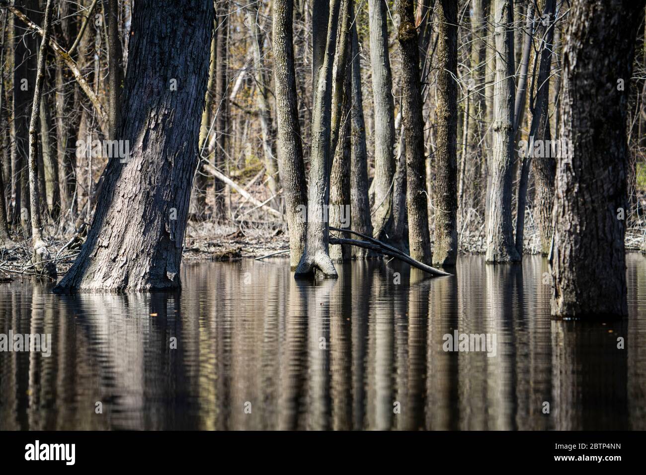 kayak dans une forêt inondée au printemps Banque D'Images