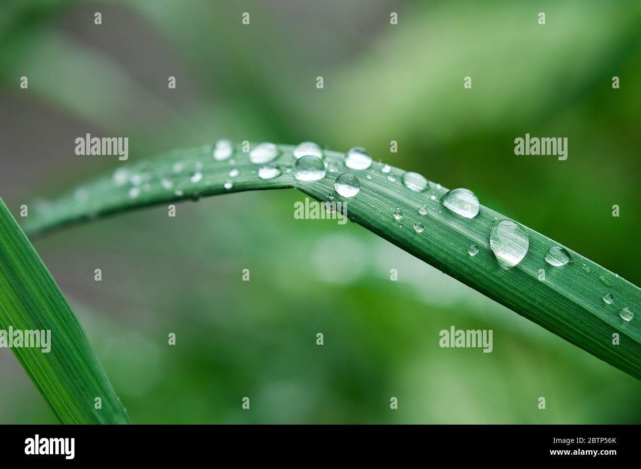 Peu de pluie tombe sur l'herbe verte. Macro Banque D'Images