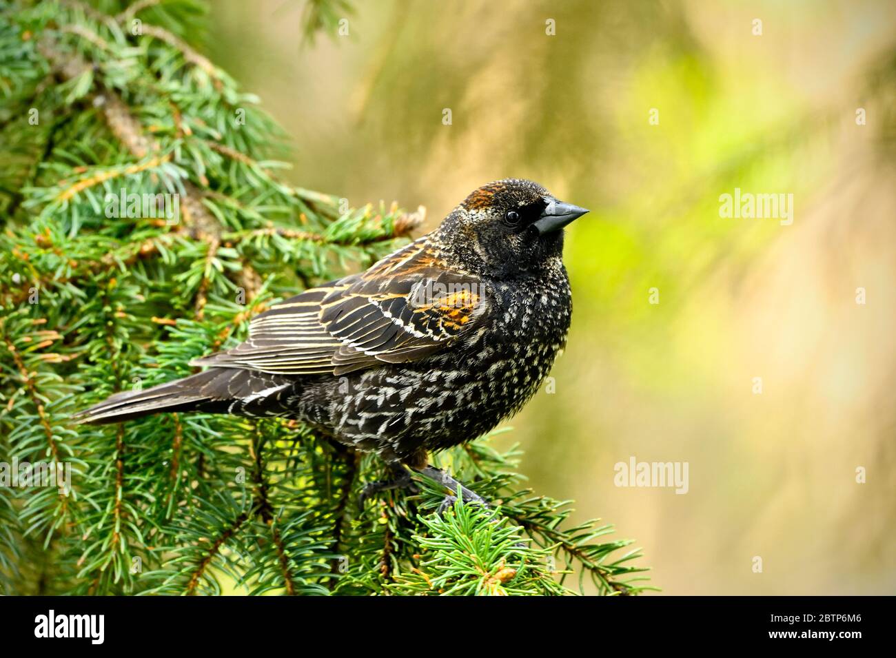 Un oiseau-noir immature à ailes rouges, Agelaius phoeniceus, est perché sur une branche d'épinette dans une région rurale du Canada de l'Alberta. Banque D'Images