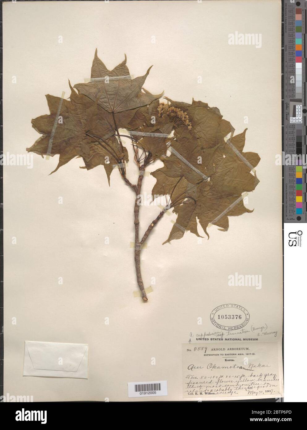 Acer cappadocicum subsp truncatum Bunge AE Murray. Banque D'Images