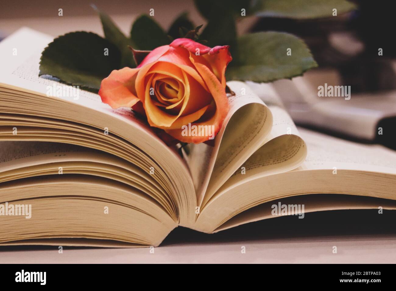 Fleur de rose sur livre ouvert avec la page en forme de coeur Photo Stock -  Alamy