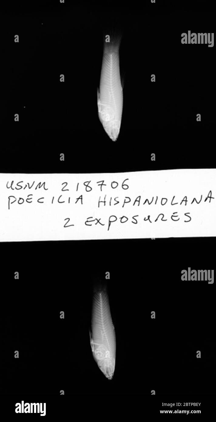 Poecilia hispaniolana Rivas. 27 février 202051 Banque D'Images