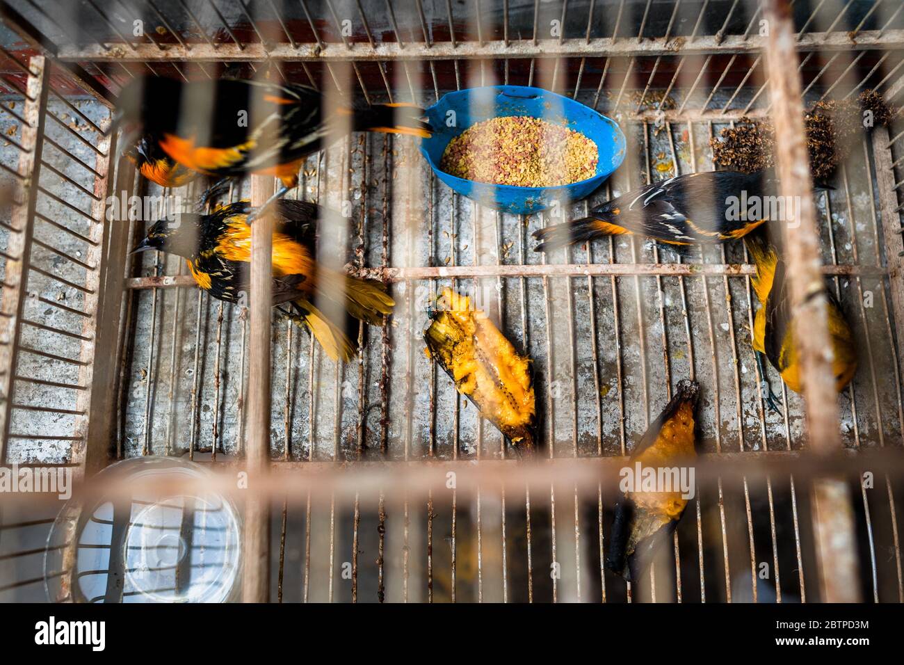 Les oiseaux capturés (baltimore orioles) sont vus à l'intérieur d'une cage à oiseaux dans le marché des oiseaux à Cartagena, Colombie. Banque D'Images