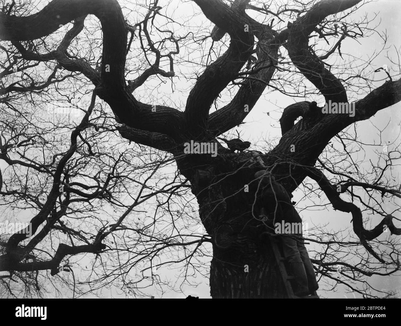 Cat sauvetage . 1934 Banque D'Images