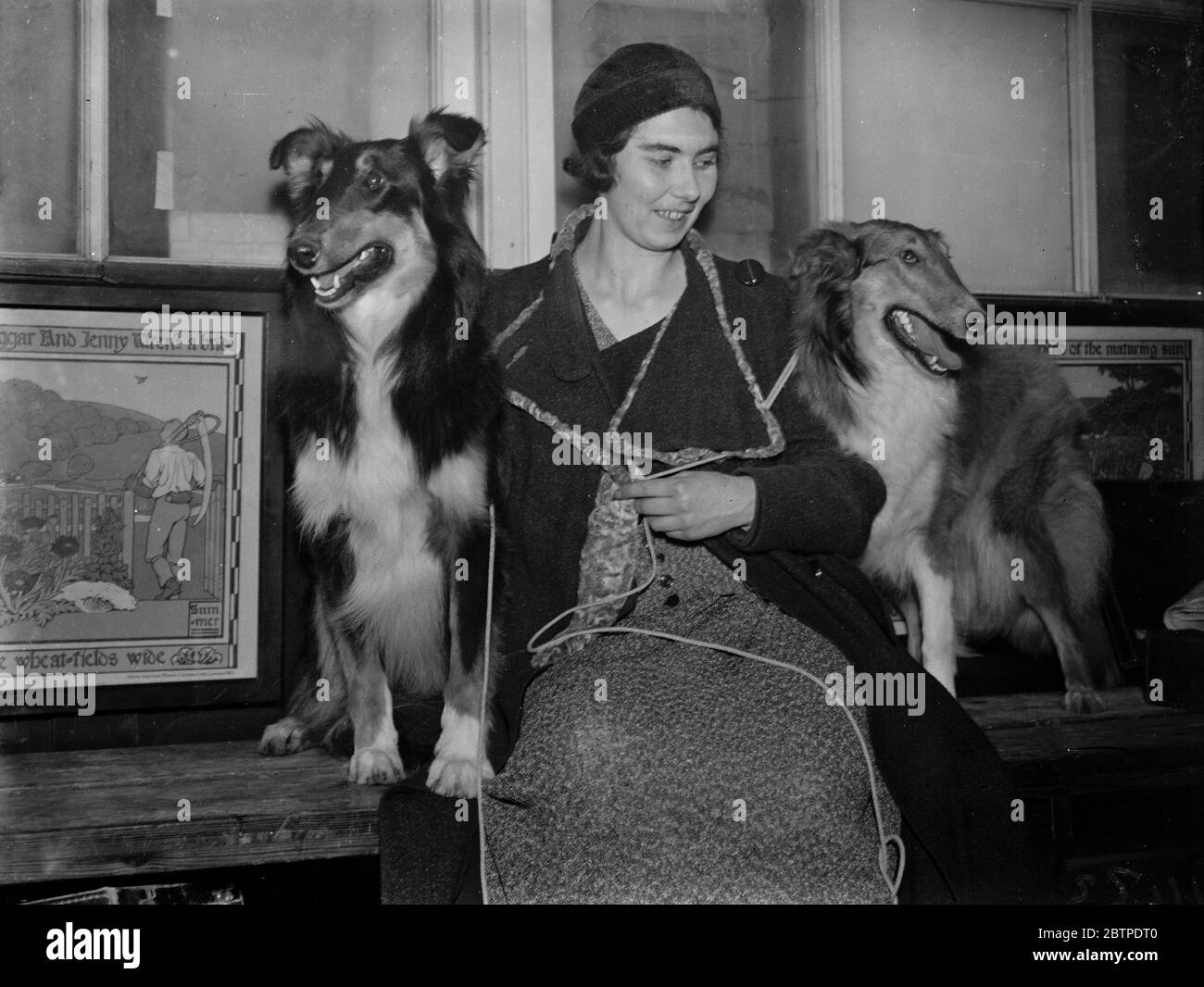 Collies - Chevalier . 1935 Banque D'Images