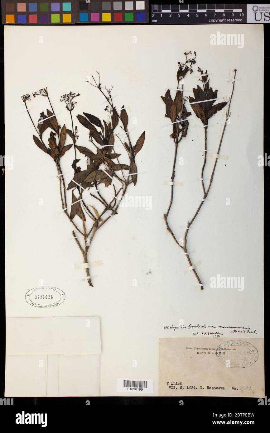 Hedyotis foetida var mariannensis Merr Fosberg. Banque D'Images