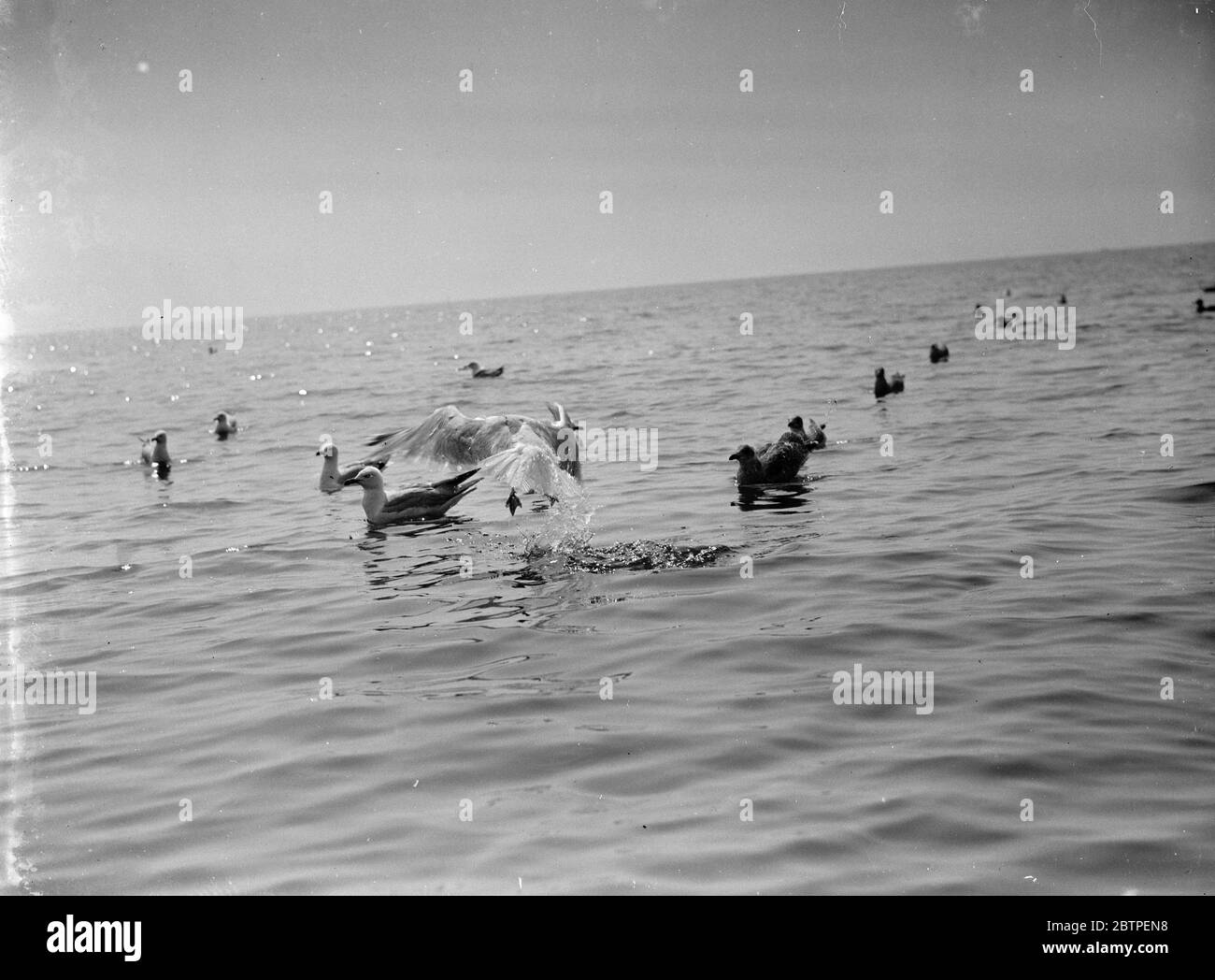 Mouettes sur l'eau . 1935 Banque D'Images