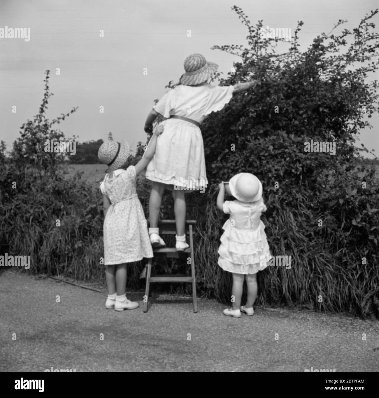 Jeunes filles cueillent des mûres . 1936 Banque D'Images