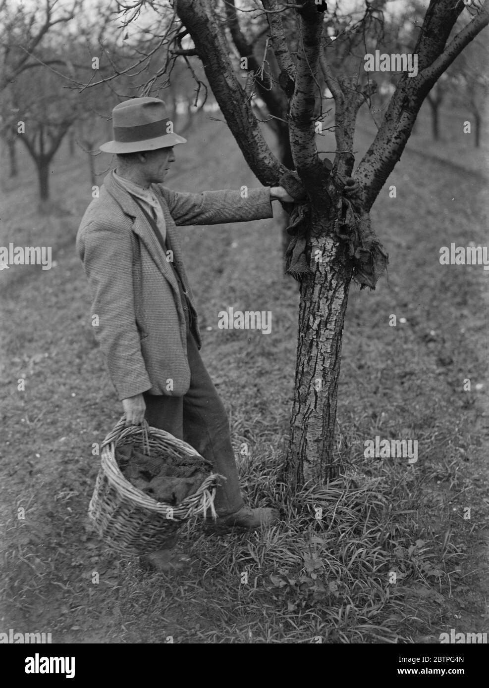 Protection des arbres fruitiers . Un agriculteur est en place un piège à insectes sur un arbre . 1939 . Banque D'Images