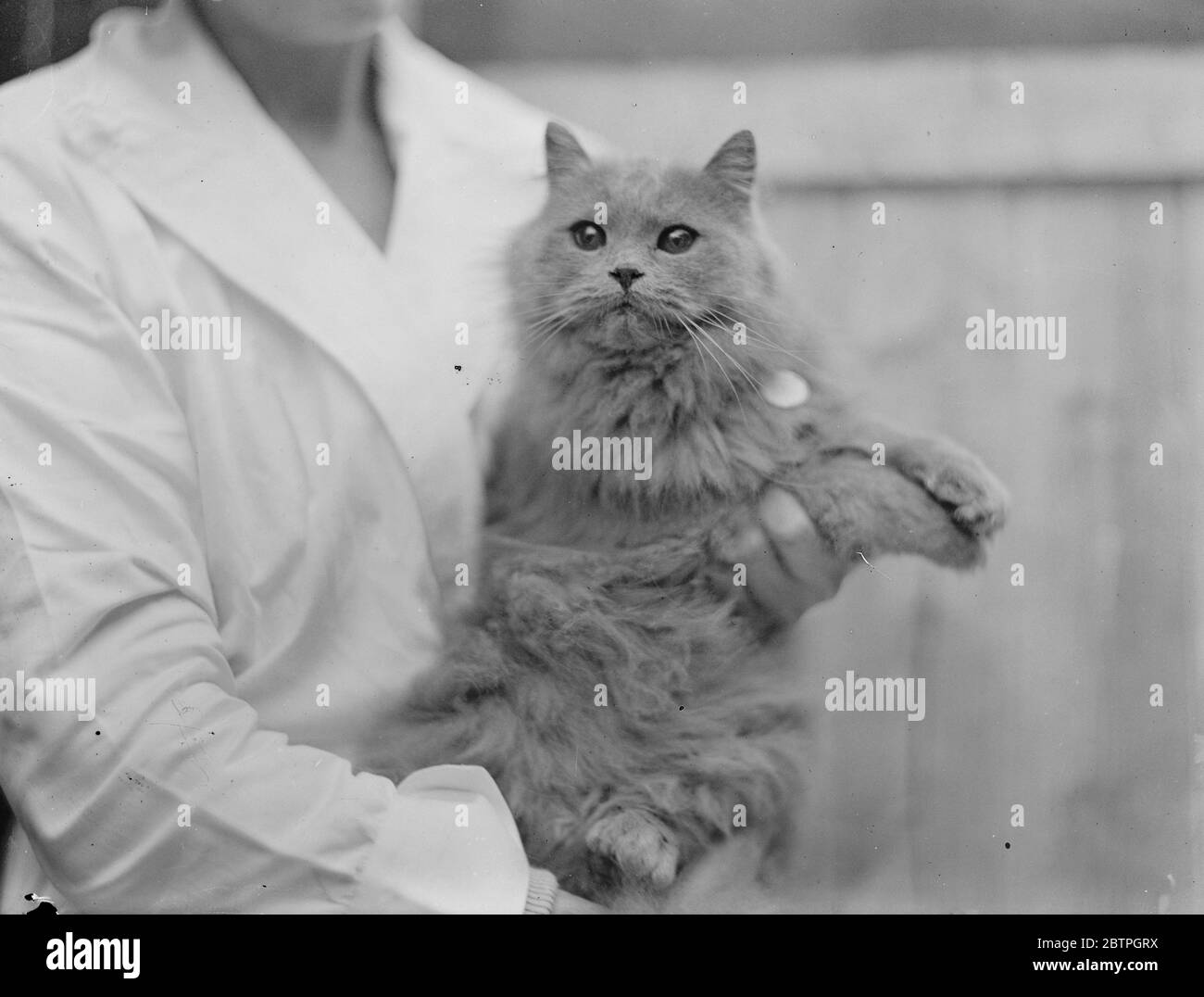 Chat perse bleu . Banque D'Images