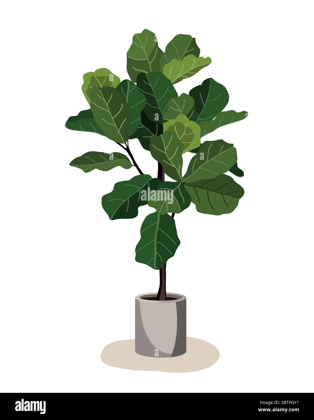 Magnifique arbre à feuilles de violon en pot de céramique sur fond blanc. Illustration du vecteur de Ficus lyrata. Élément de décoration élégant pour un intérieur moderne Illustration de Vecteur Magnifique arbre à feuilles de violon en pot de céramique sur fond blanc. Illustration du vecteur de Ficus lyrata. Élément de décoration élégant pour un intérieur moderne Illustration de Vecteur