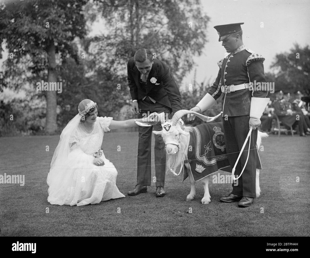 Chèvre comme invité de mariage . La mascotte de chèvre du 1er Bataillon du Gallois Regiment était invitée à la réception après le mariage de Mlle Brenda Beryl Jarvis , fille de Sir John et Lady Jarvis de Hascombe court , près de Godalming , Surrey , à M. Dranci Williams , Fils du colonel Lawrence Williams , d'Anglesey , qui a eu lieu à l'église du village de St Peters , à Hascombe . La mariée donnant à l'invité de mariage de chèvre , Billy un morceau de gâteau de mariage . 23 juillet 1932 Banque D'Images