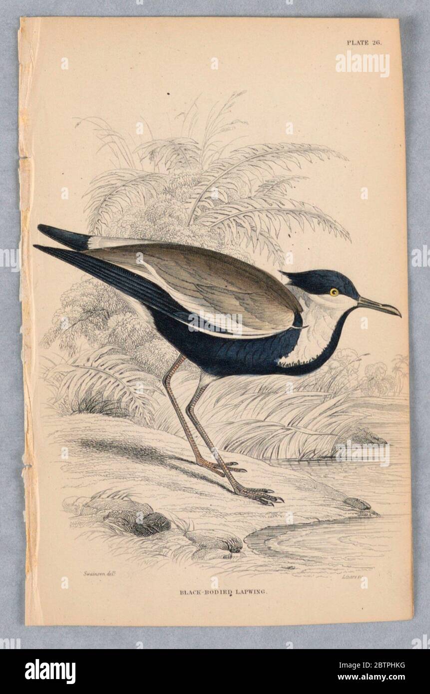 BlackBodest Lapwing plate 26 d'Birds of Western Africa. Recherche en ProgressThree-embout d'eau, oiseau de marais. Dessous, capuchon et écusson bleu-noir. Plumes marron du dos et des ailes courtes. Collier blanc et bandes d'aile. Titre et noms des artistes ci-dessous. Banque D'Images