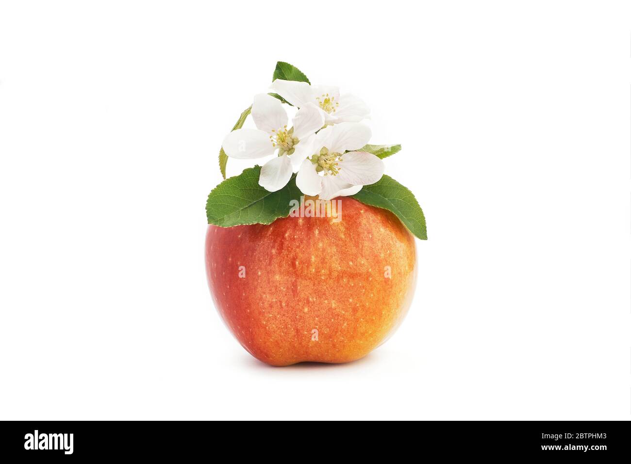 Fleur de pomme blanche avec feuilles vertes sur grosse pomme rouge. Vue  frontale en gros plan isolée sur fond blanc Photo Stock - Alamy