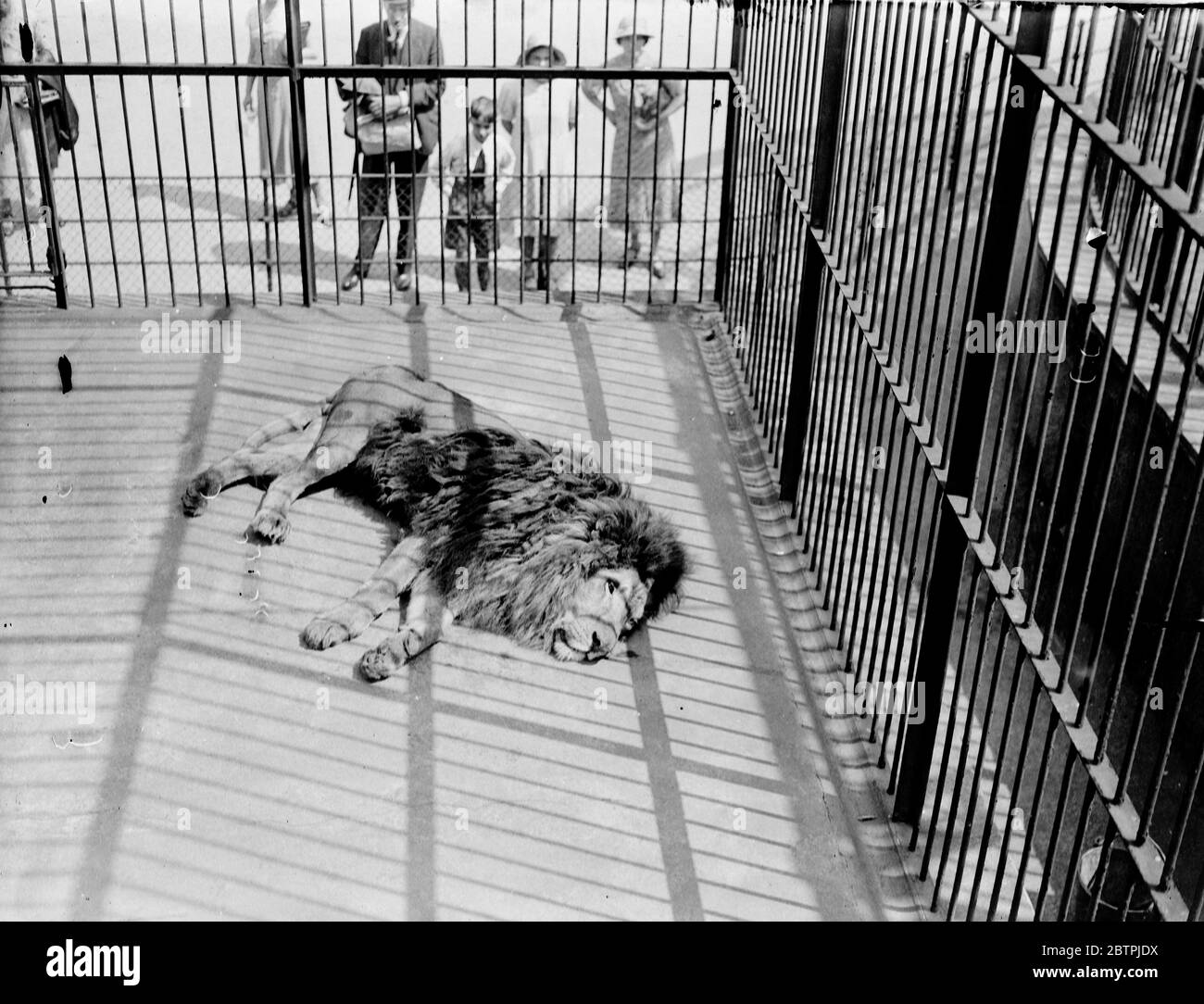 Lazy dans le soleil . Simba le zoo de Londres lion se bassiant avec condo dans le soleil chaud de la vague de chaleur inattendue . 22 juin 1935 Banque D'Images