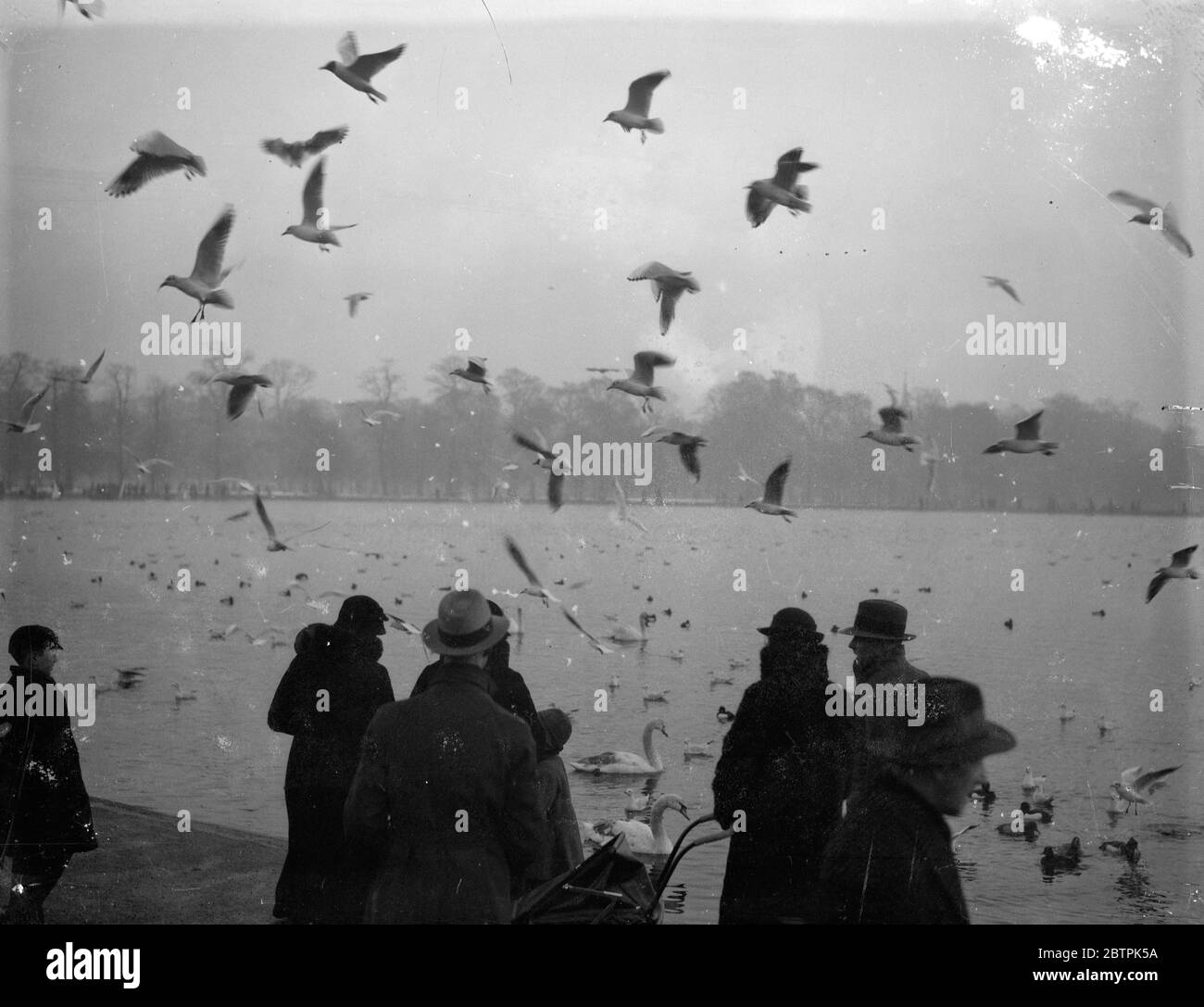 Voleurs à ailes . Des goélands de mer au Serpentine arrachant des craps de gentiment Londoners . 29 janvier 1935 Banque D'Images