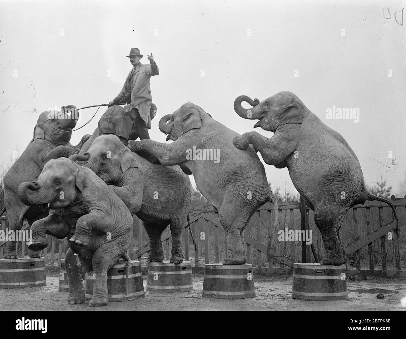 Pyramide de la pesanté . Répétitions de cirque pour la visite d'été à Ascot dans les quartiers d'hiver à King's Bice , les cavaliers de Trick d'Ascot , les marcheurs à corde serré , Et les animaliers de Bertram Mills Circus répètent de nouveaux sensations et des actes frais pour la foule pour leur tournée annuelle de l'été qui commence dans quelques semaines . Cette année, la tournée couvre le pays de Galles et le sud de l'Angleterre. Photos spectacles , les éléphants en spectacle font une pyramide lourde sous l'œil de leur entraîneur à Ascot . 1er avril 1936 Banque D'Images
