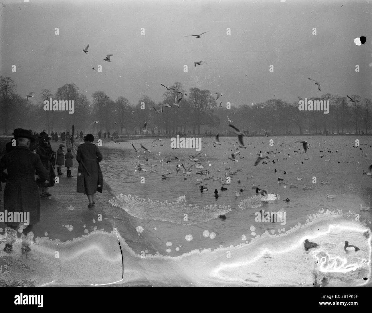 Voleurs à ailes . Des goélands de mer au Serpentine arrachant des craps de gentiment Londoners . 29 janvier 1935 Banque D'Images
