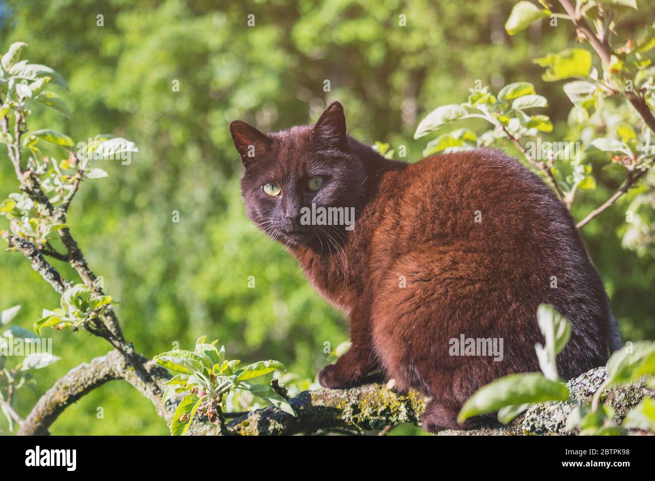 Chat Noir Assis Sur Une Branche D Arbre Jour Ensoleille Fond Vert Photo Stock Alamy Chat Noir Assis Sur Une Branche D Arbre Jour Ensoleille Fond Vert Photo Stock Alamy