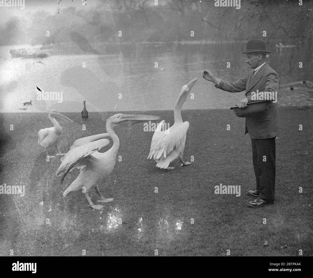 Pélican impatient . Impatient d'attendre son tour le pélican rabats ses ailes comme si pressé le gardien pendant le temps de nourrir sur les rives du lac de St James Park . 4 avril 1935 Banque D'Images