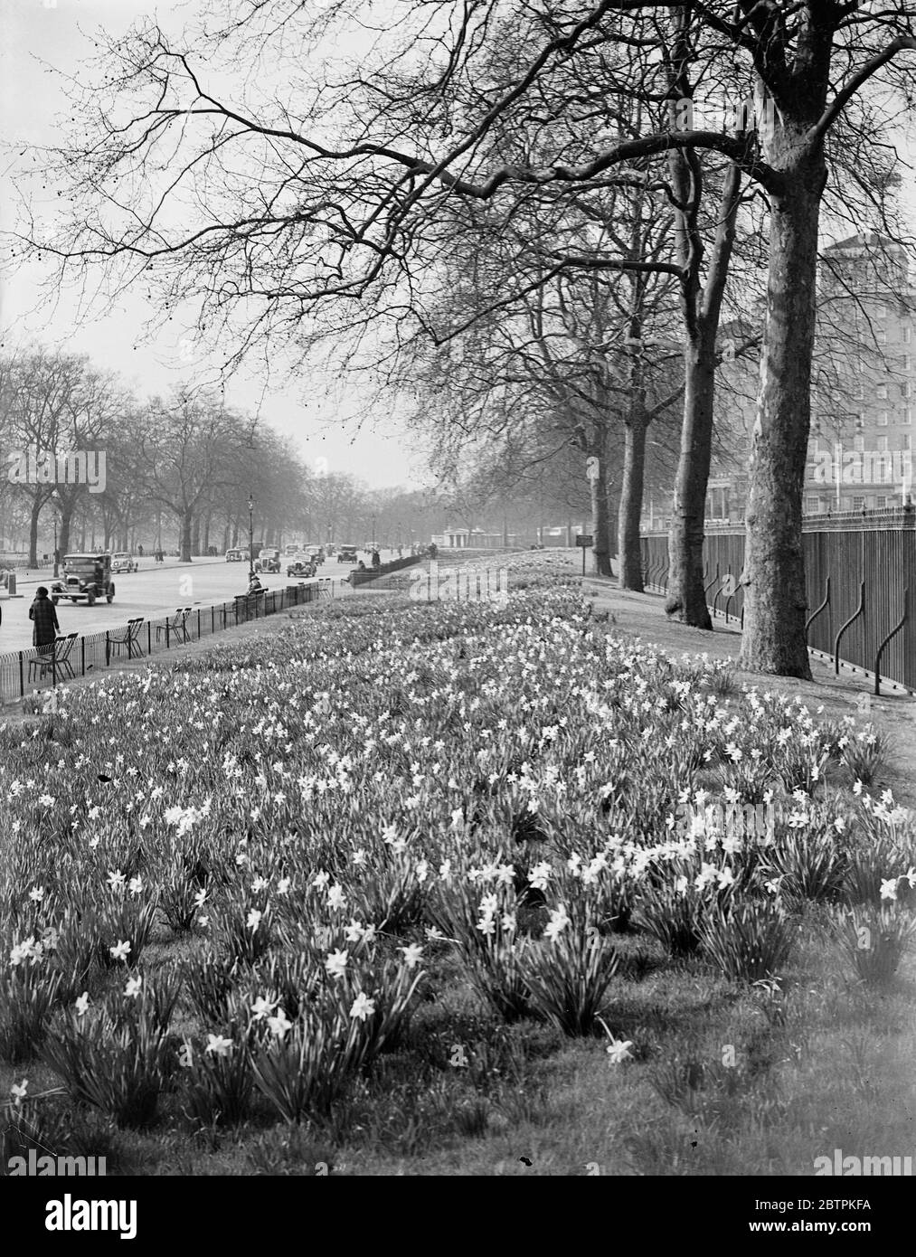 Trompettistes d'or de printemps . Jonquilles en pleine floraison à Hyde Park . 31 mars 1935 Banque D'Images