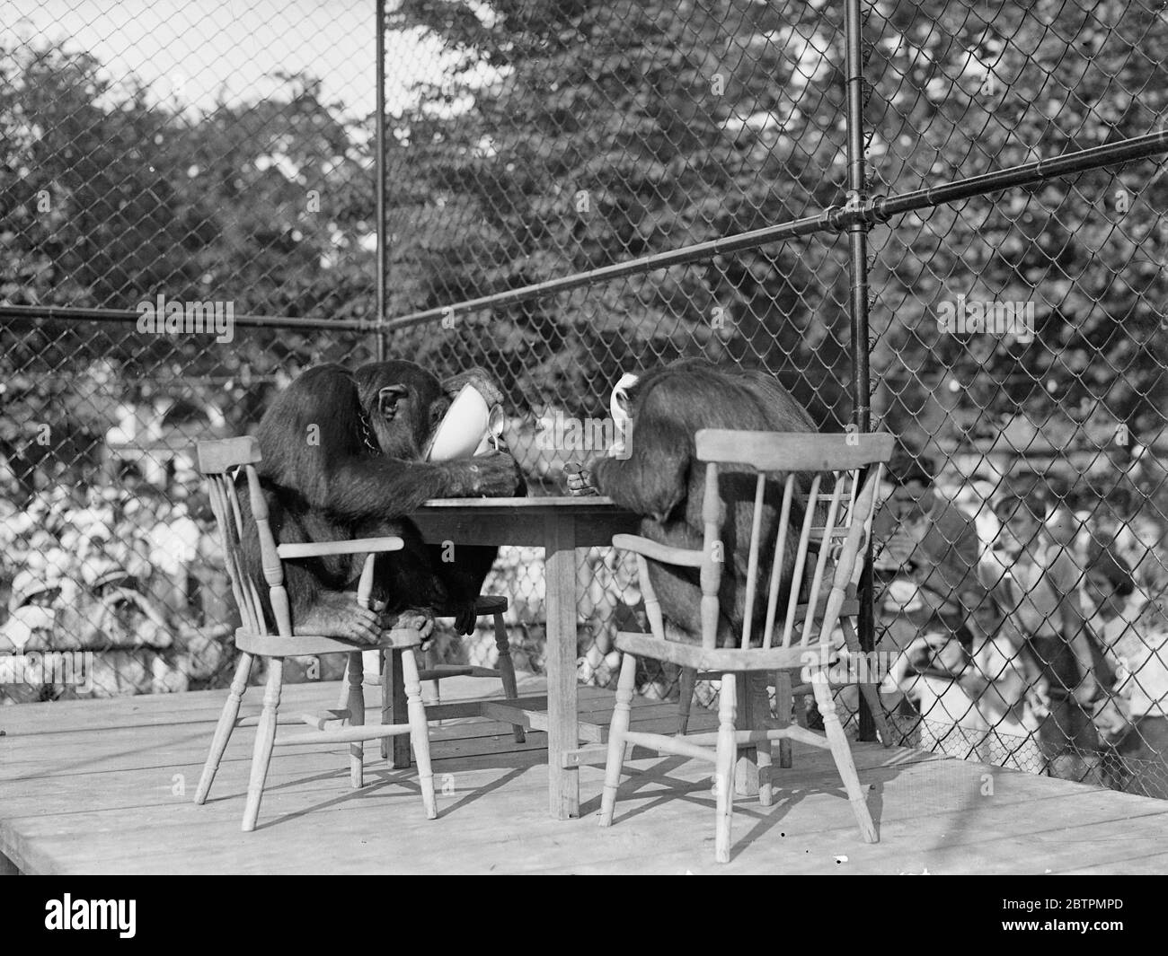Les cuillères sont une nuisance ! Photos : deux des invités à la fête de thé des chimpanzés au zoo de Londres , défausser leurs cuillères en faveur de la méthode plus satisfaisante de renverser le bassin . [ carillons assis sur des chaises à une table , à l'intérieur d'une cage ] 25 août 1936 Légende originale de négatif Banque D'Images