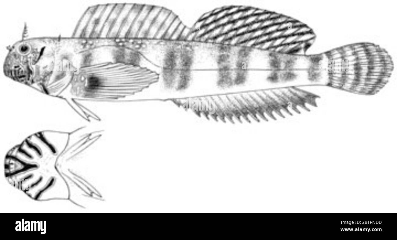 Salarias niuafoouensis Fowler. À l'origine, 6 spécimens: 1 kuhlia taeniurus enlevé à usnm 91984, 2 praealticus caesius à usnm 91990 (1 sur 2 manquant); qui aurait dû laisser 3 spécimens, mais seulement 2 trouvés dans le bocal 1945-xi:10; un de ces enlevés à usnm 138298 comme paratype. 87 mm tl.26 oct 20151 Banque D'Images