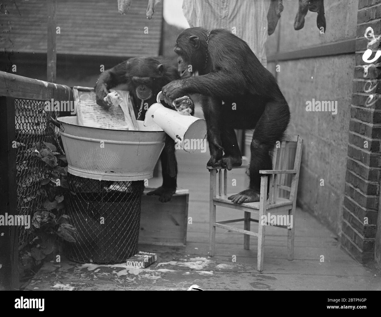 Mais les chimpantes se lavent ! Peter laisse les vêtements. Quand Peter et Jackie, les chimpanzés du zoo de Londres, ont entendu dire que leur gardien était sur le point d'aller en vacances, ils ont apparemment décidé de faire son lavage pour lui, et pourraient être réduits sa facture de lessive. Quoi qu'il en soit, un tableau délavé et de récurage était prêt à la main, avec beaucoup de 'meateriol' sous forme de chaussettes et de chemises, et la maison de singe, la lessive était bientôt en pleine opération!. Photos montre, Peter (à la planche à récurer) aide Jackie à verser de l'eau plus chaude. 1er juillet 1937 Banque D'Images